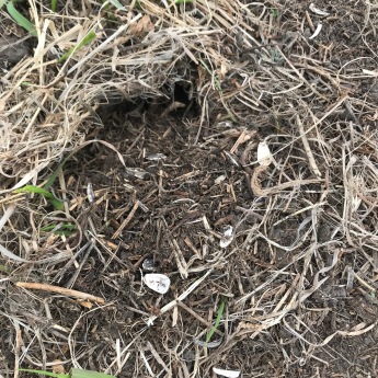 A hole in the sunflower patch with sunflower seeds dug up!