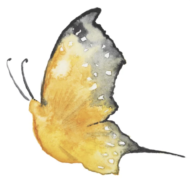 watercolour butterfly